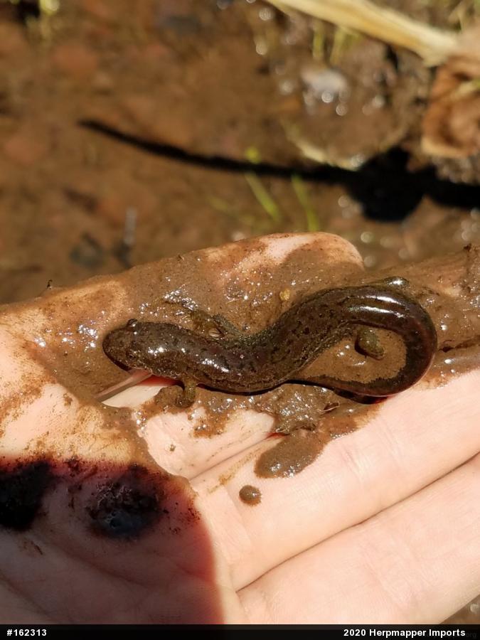 Northern Dusky Salamander