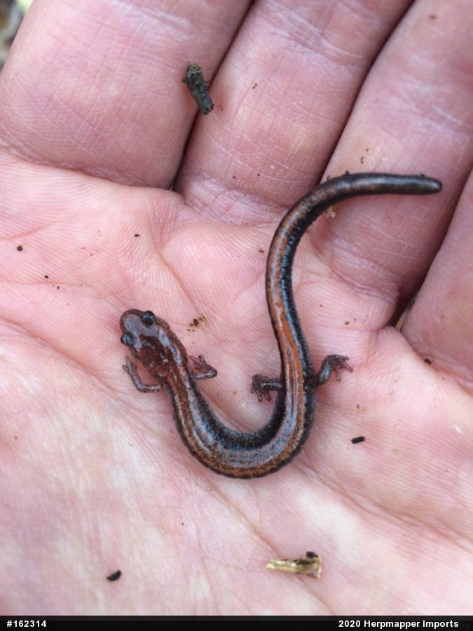 Eastern Red-backed  Salamander