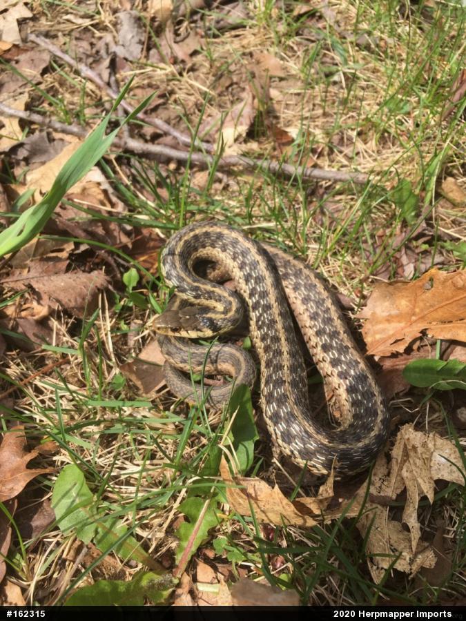 Eastern Gartersnake