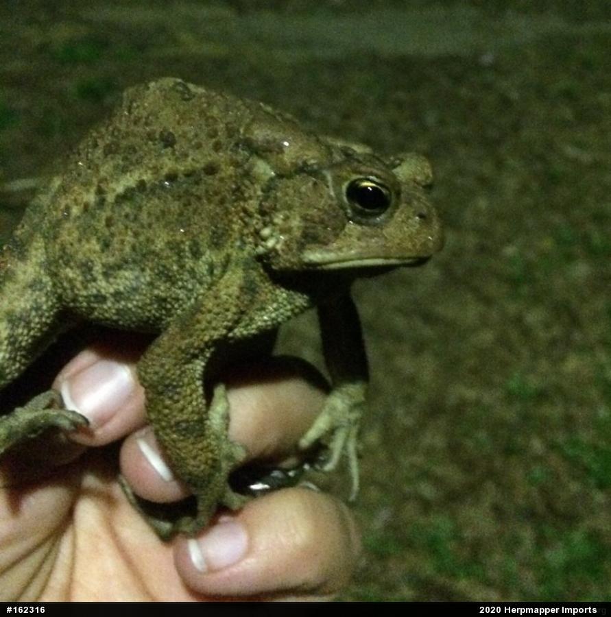 Eastern American Toad