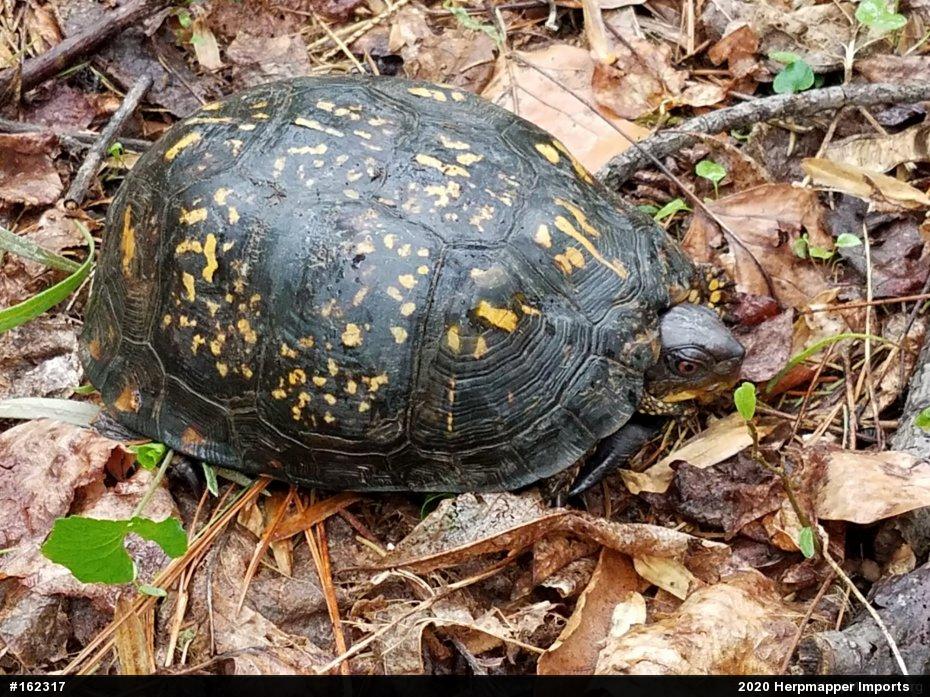 Eastern Box Turtle