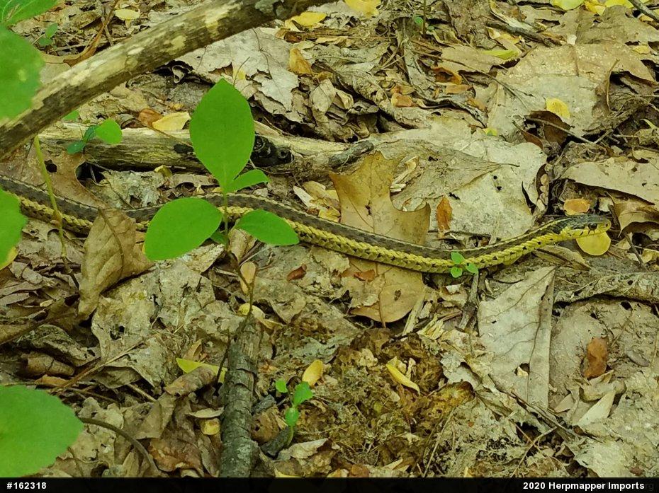 Eastern Gartersnake