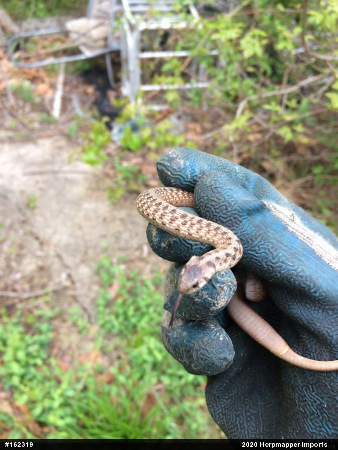 Dekay's Brownsnake