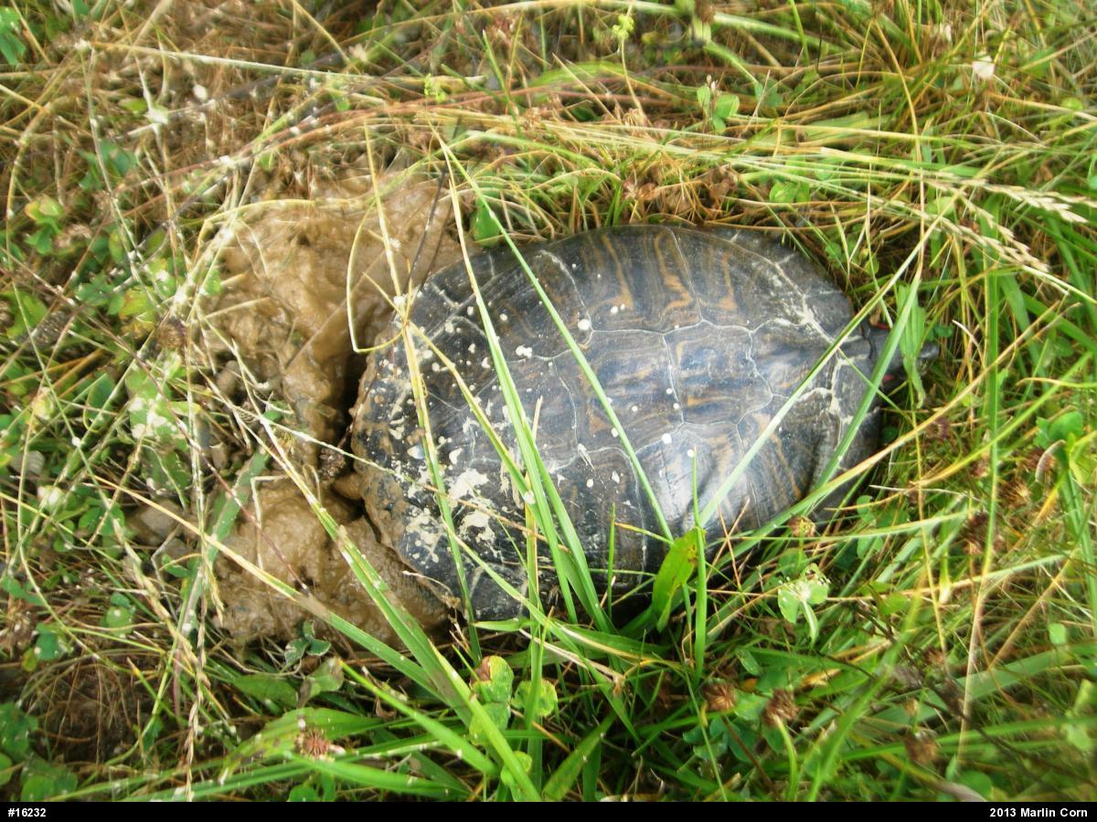 Red-eared Slider