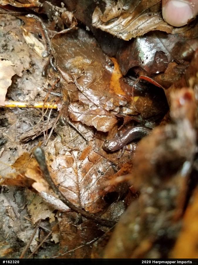 Eastern Red-backed  Salamander