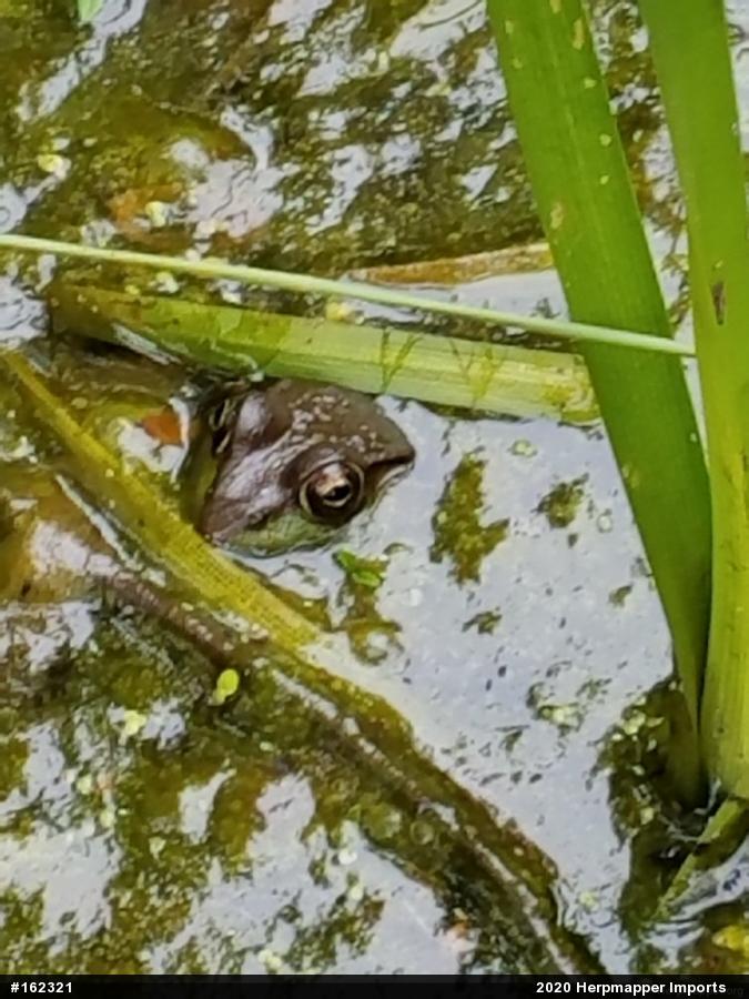 True Frogs