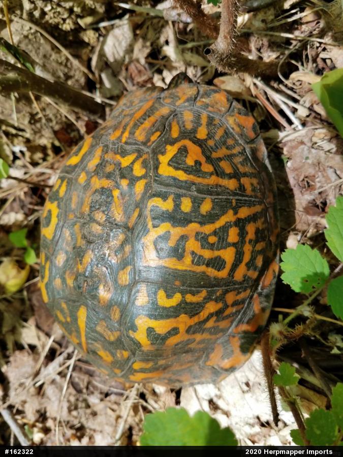 Eastern Box Turtle