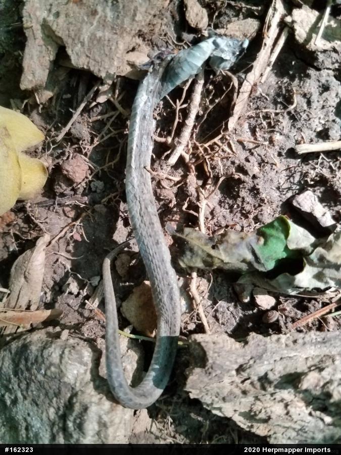 Dekay's Brownsnake