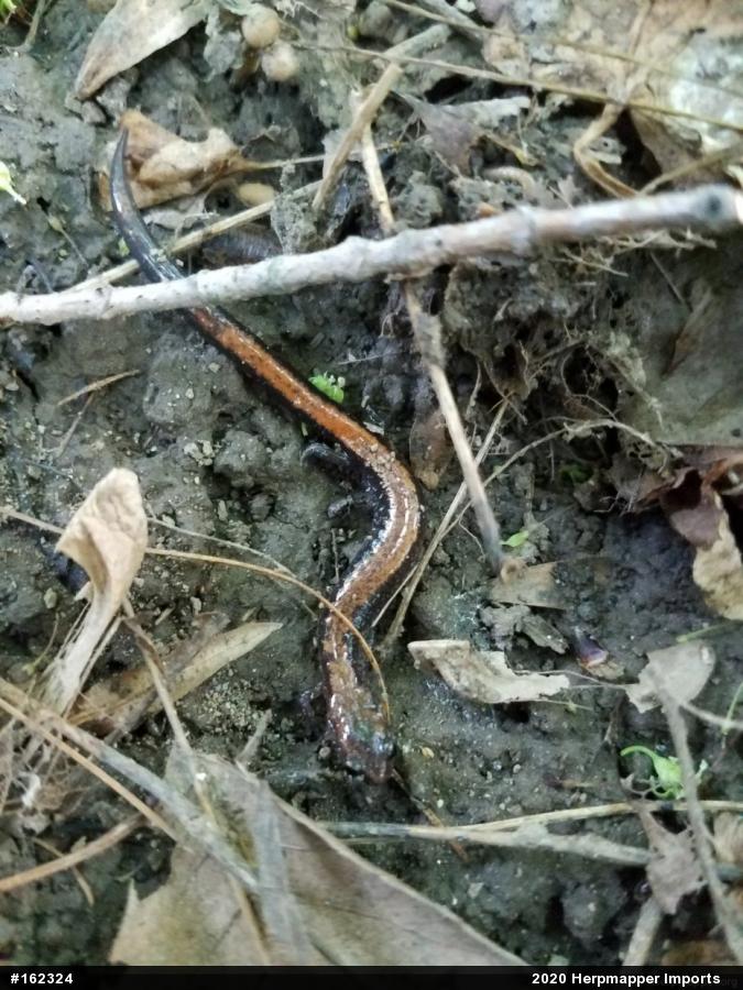 Eastern Red-backed  Salamander