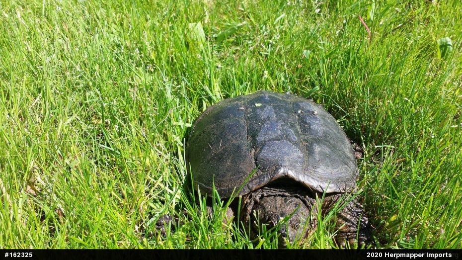 Snapping Turtle