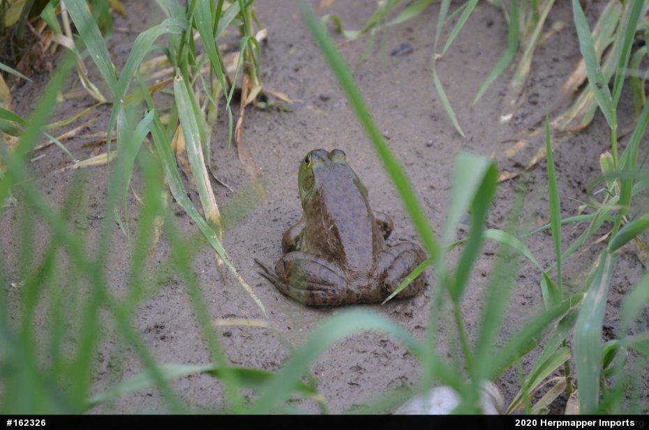 American Bullfrog