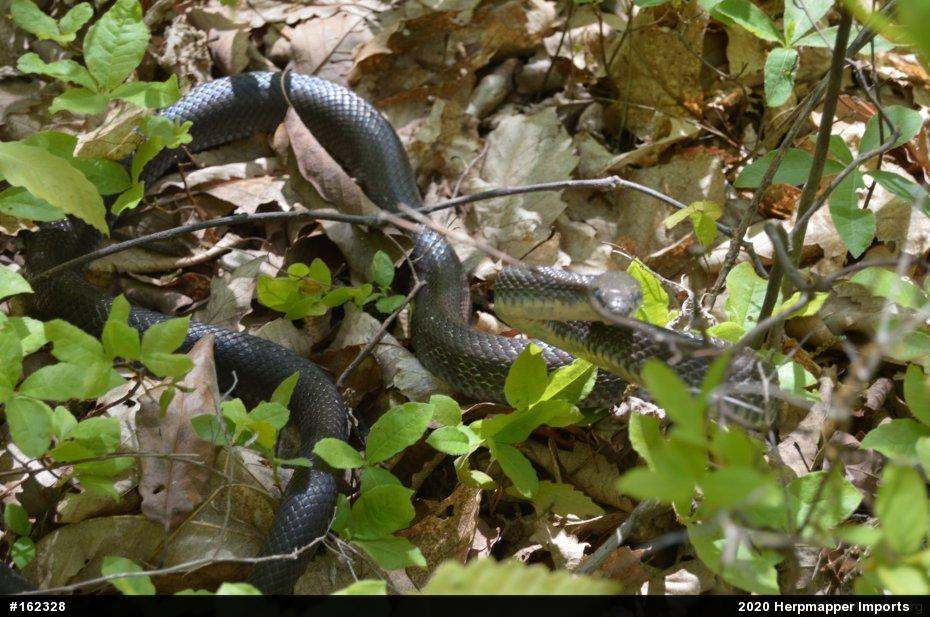 Eastern Ratsnake