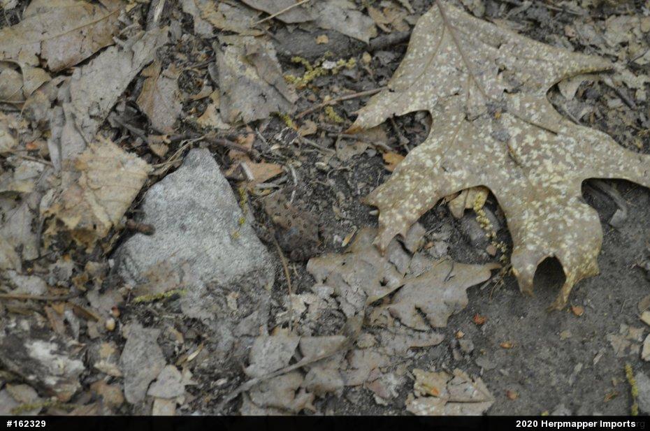True Toads