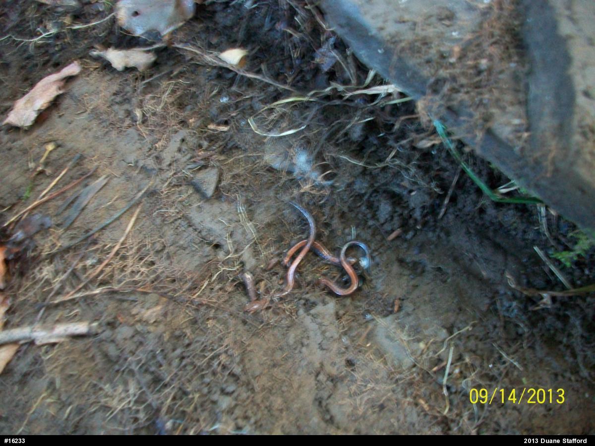 Eastern Red-backed  Salamander