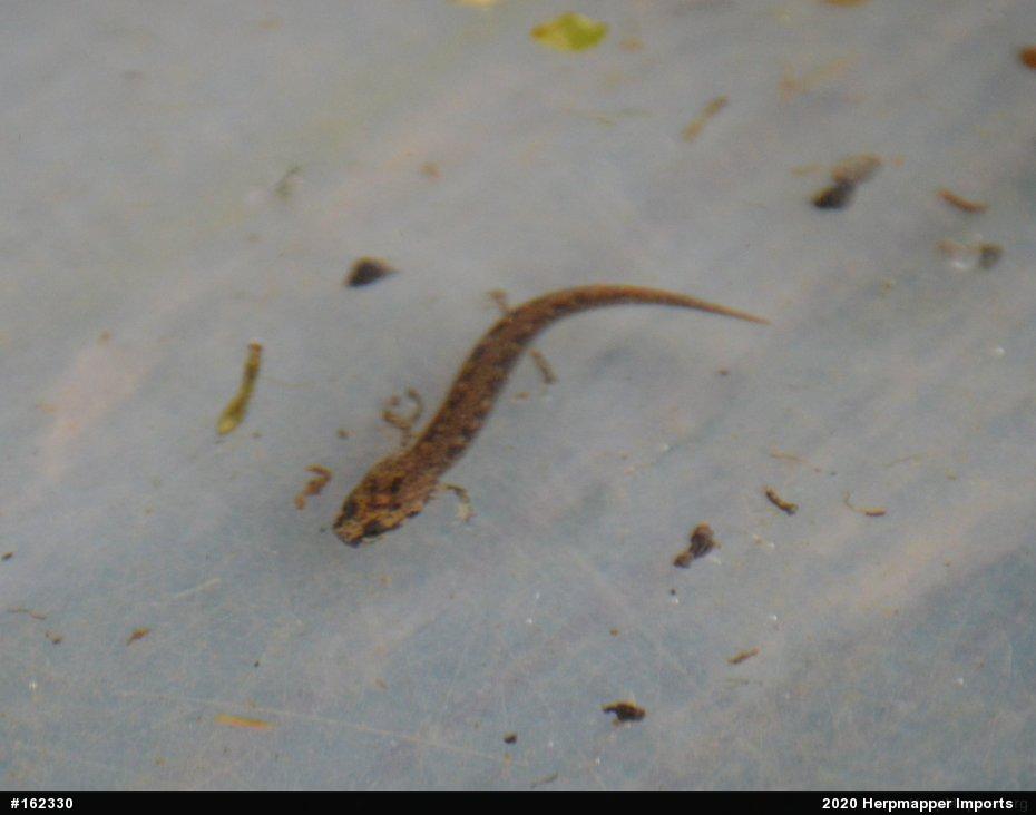 Northern Two-lined Salamander