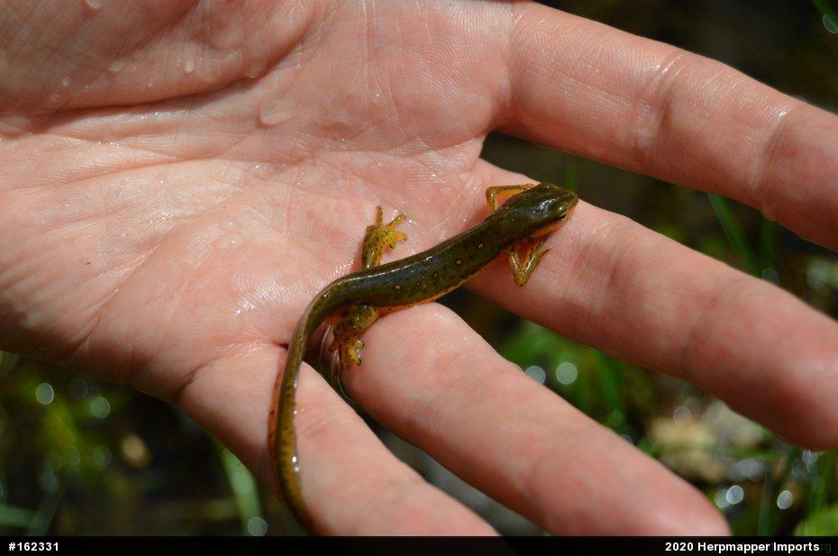 Red-spotted Newt