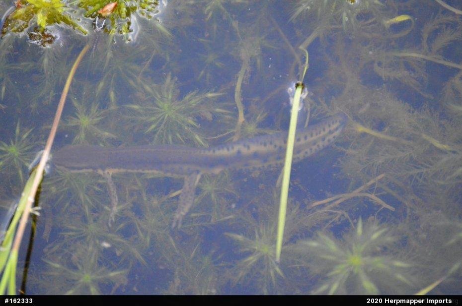 Red-spotted Newt