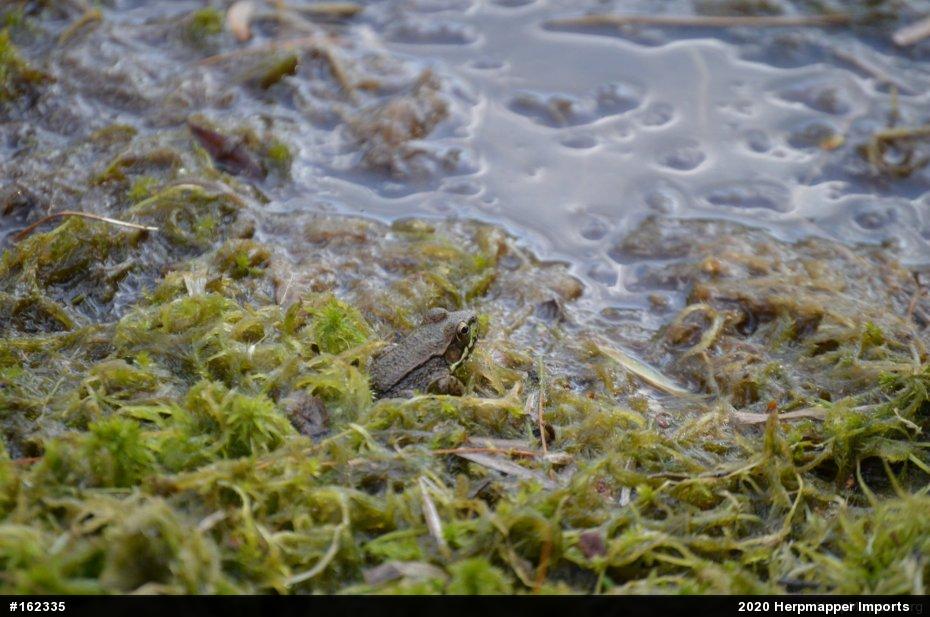 Green Frog