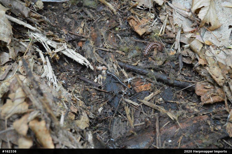 Northern Slimy Salamander