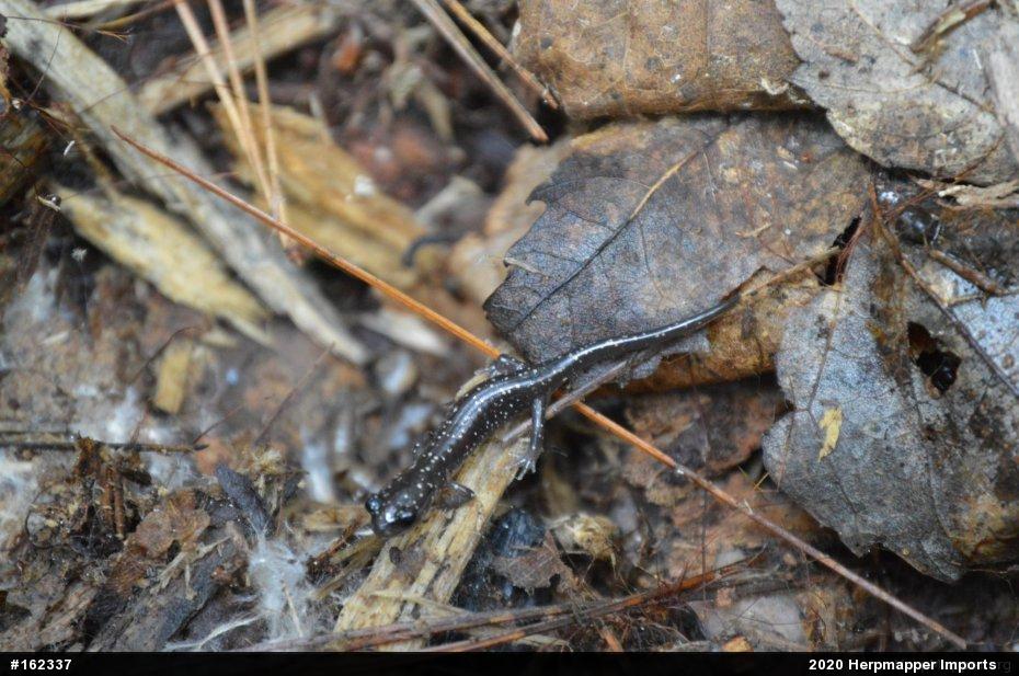Northern Slimy Salamander