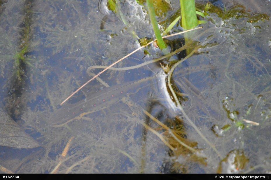 Red-spotted Newt