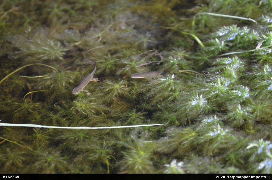 Red-spotted Newt