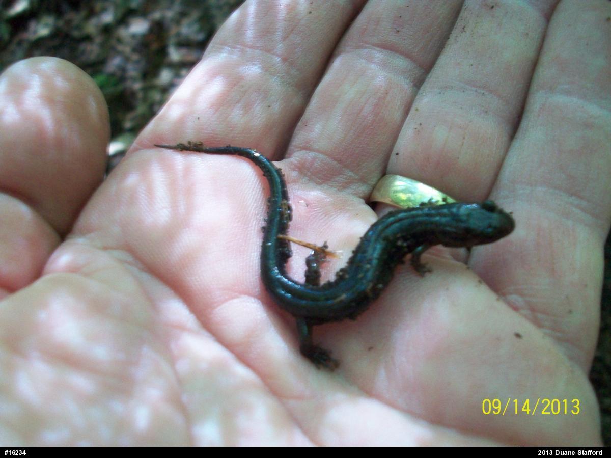 Allegheny Mountain Dusky Salamander