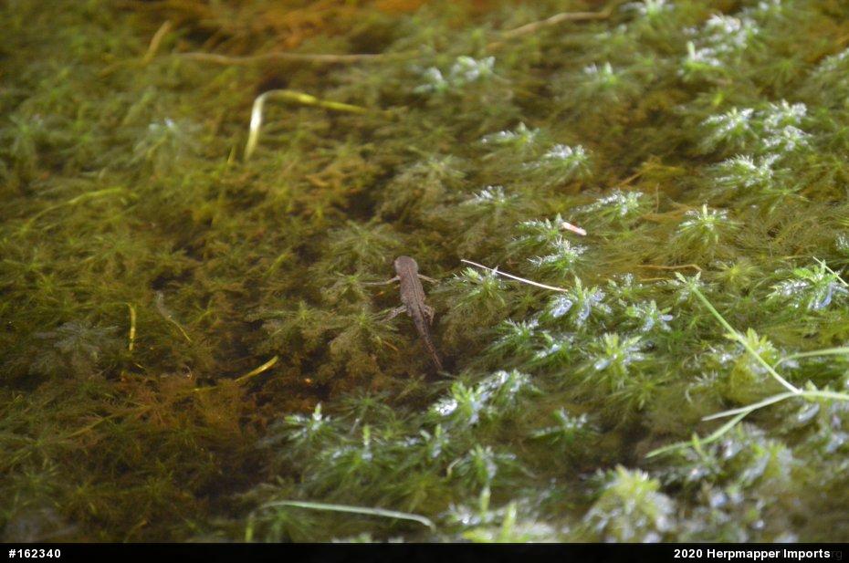Red-spotted Newt