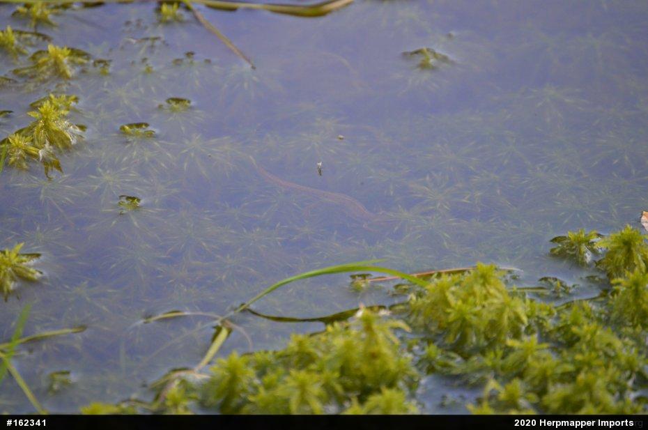 Red-spotted Newt