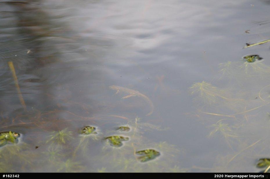Red-spotted Newt