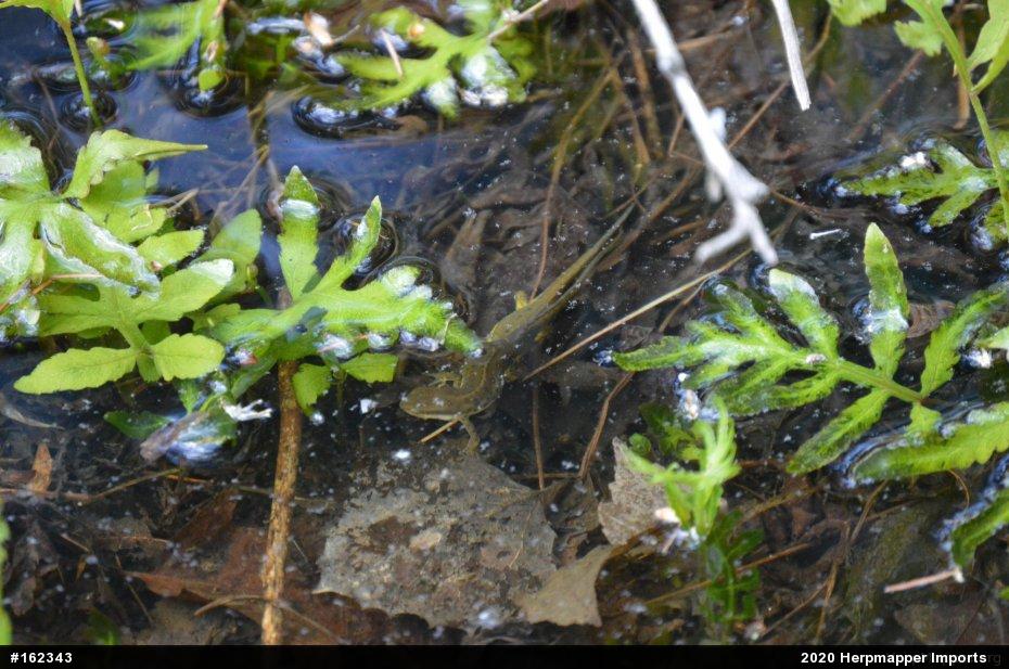 Red-spotted Newt