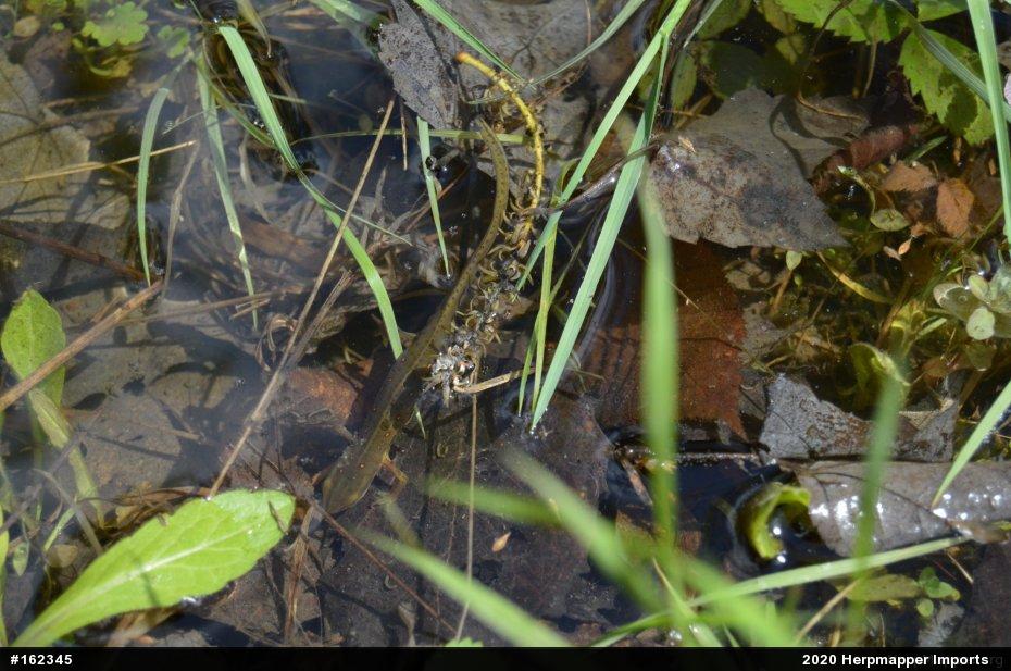 Red-spotted Newt