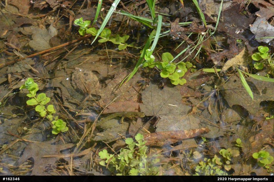 Red-spotted Newt