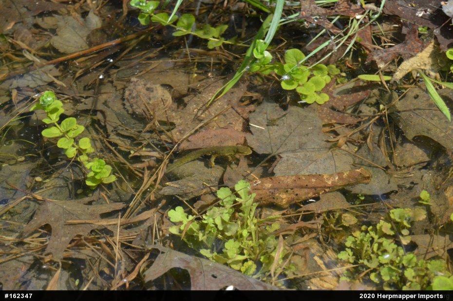 Mole Salamanders