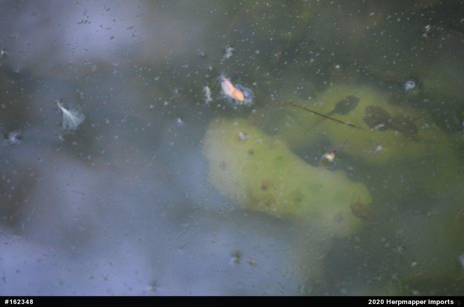 Spotted Salamander