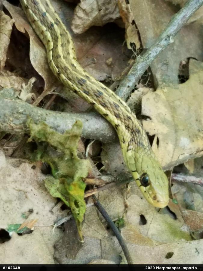 Eastern Gartersnake