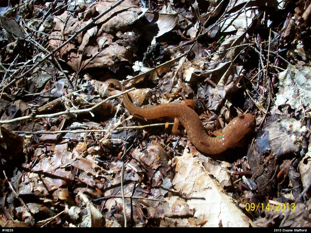 Northern Spring Salamander