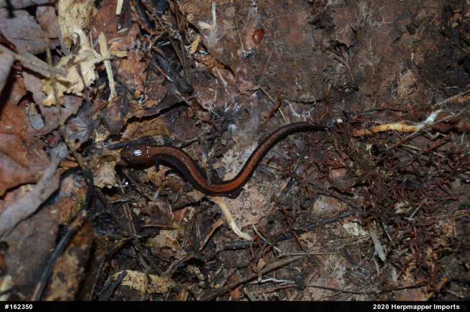 Eastern Red-backed  Salamander
