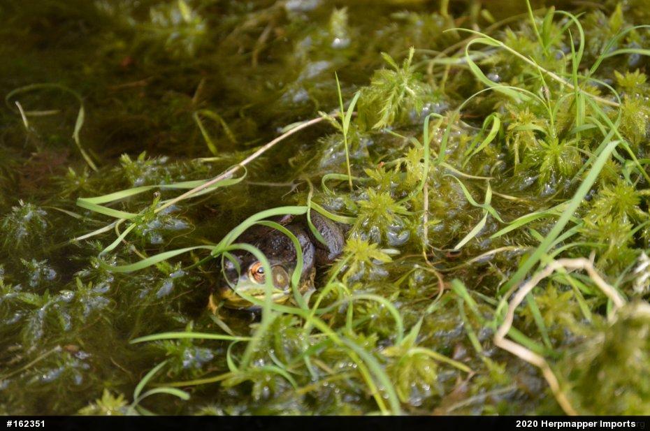 Green Frog