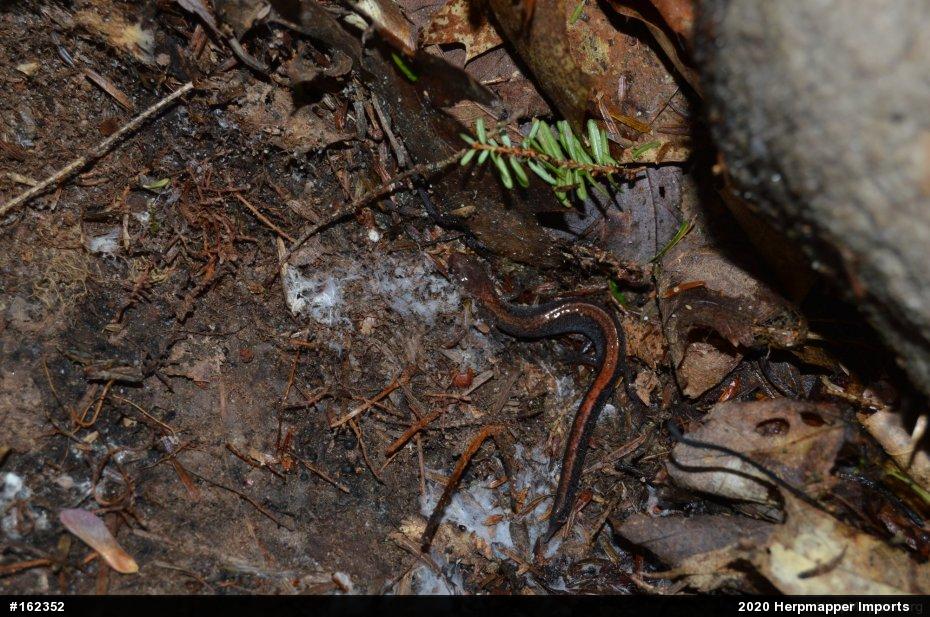 Eastern Red-backed  Salamander