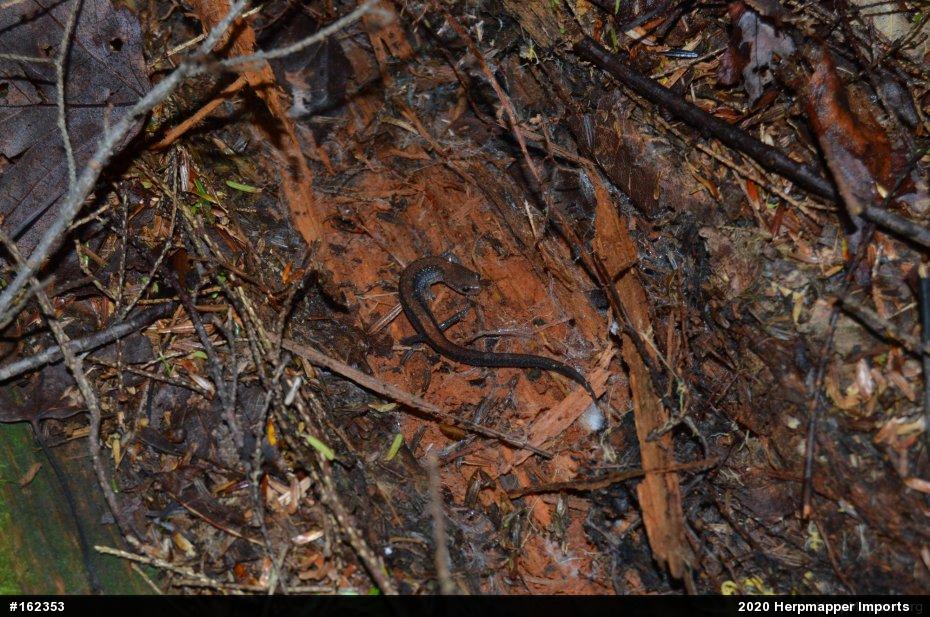 Eastern Red-backed  Salamander