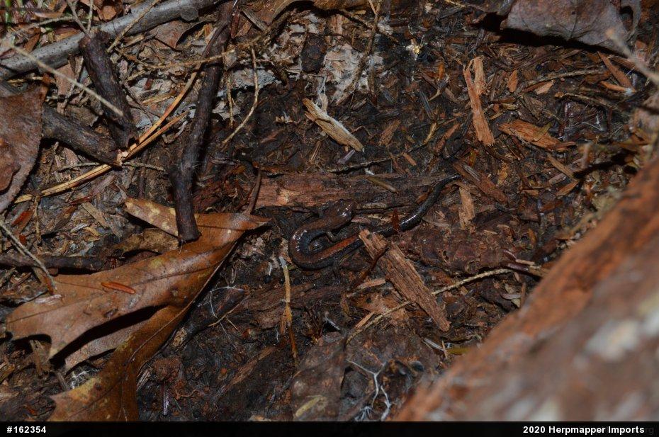 Eastern Red-backed  Salamander
