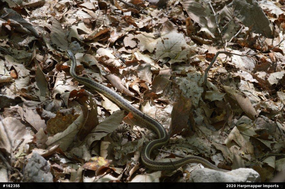 Eastern Gartersnake