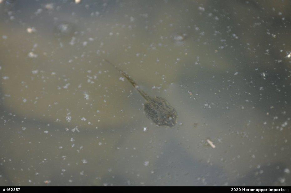 Spring Peeper