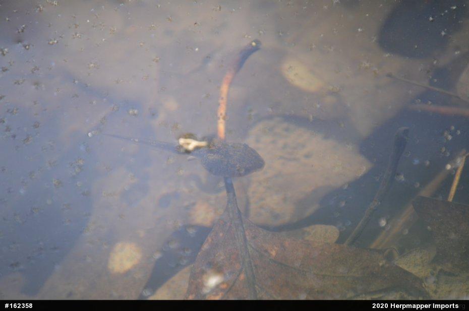 Spring Peeper
