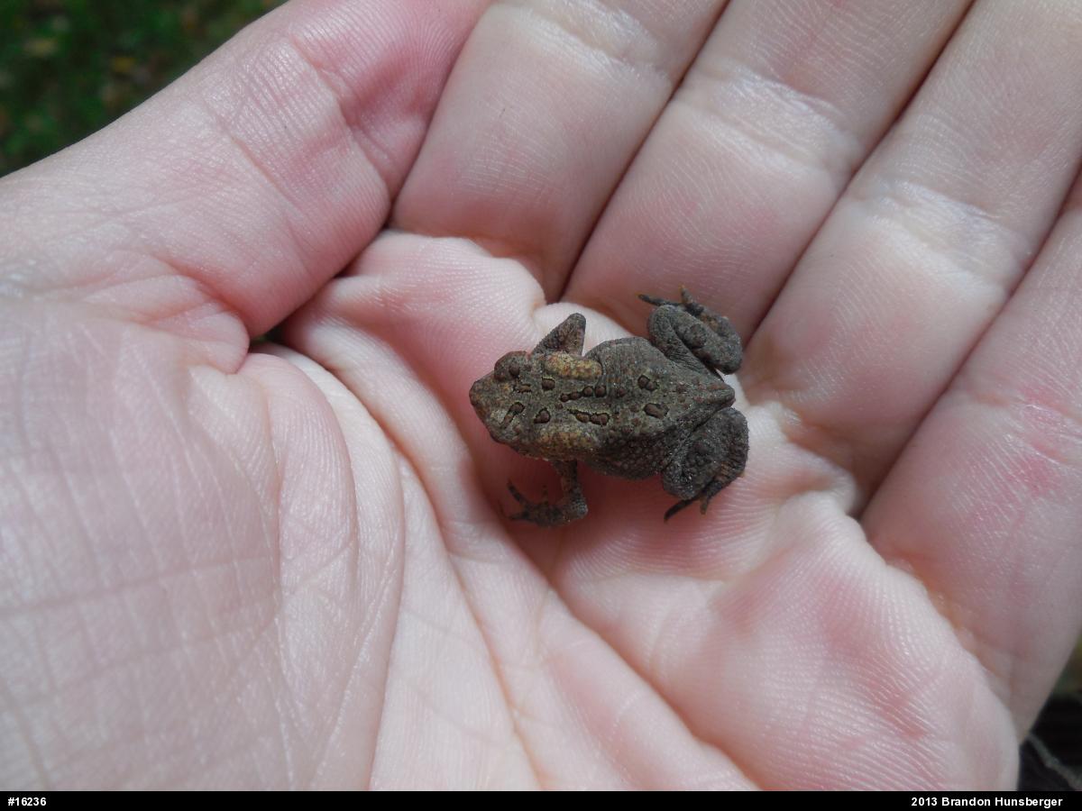 Eastern American Toad