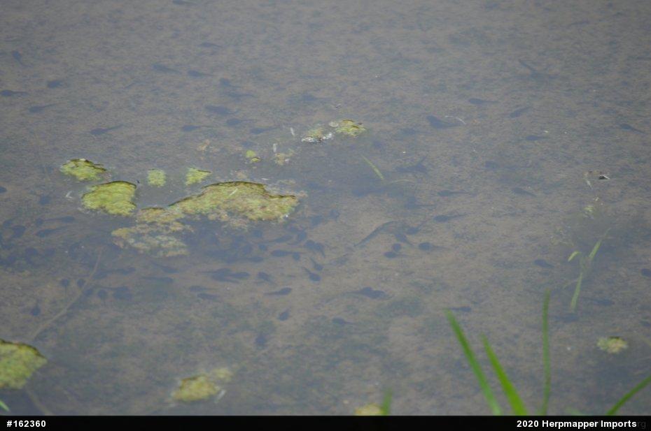 Eastern American Toad