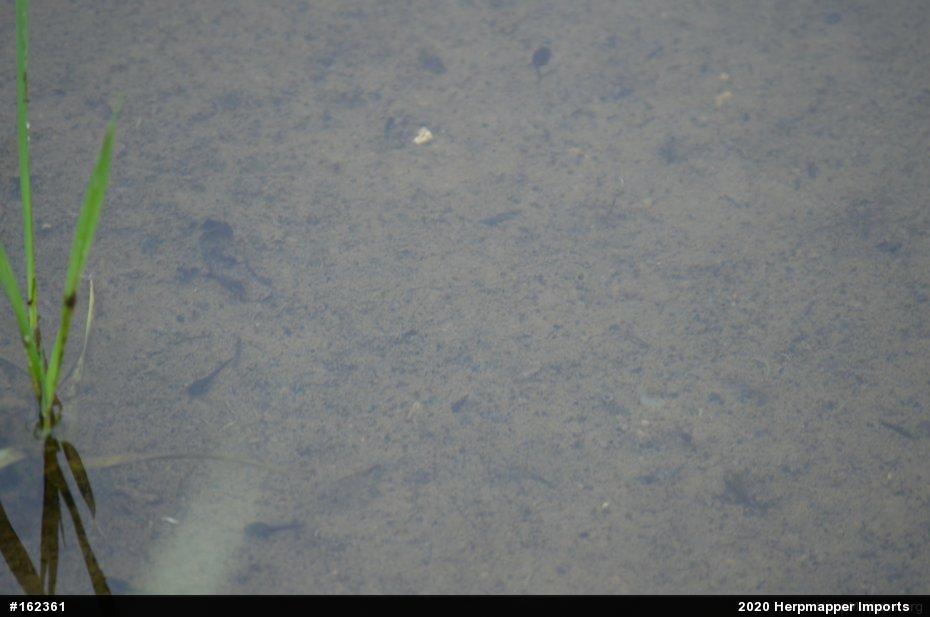 Eastern American Toad