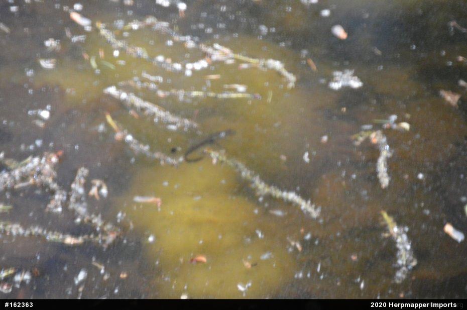 Spotted Salamander