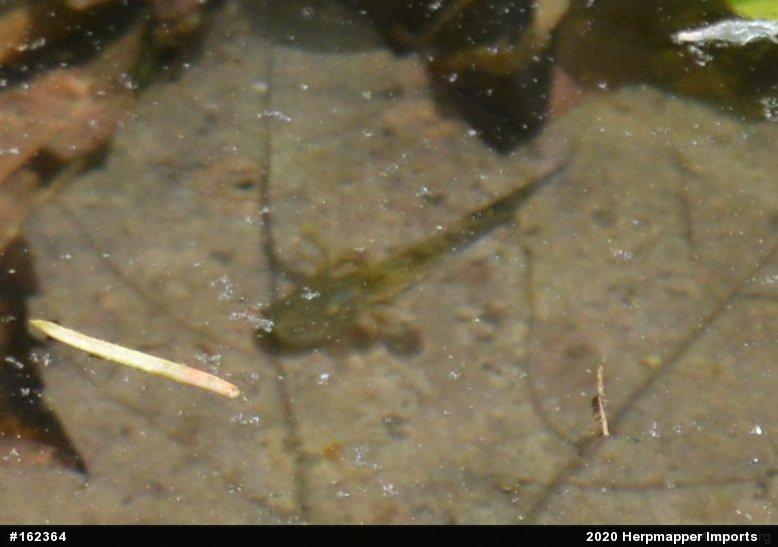Mole Salamanders